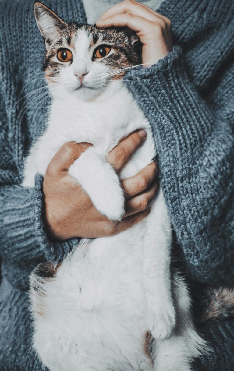 A person warmly holding a fluffy tabby cat wrapped in a cozy knit sweater.