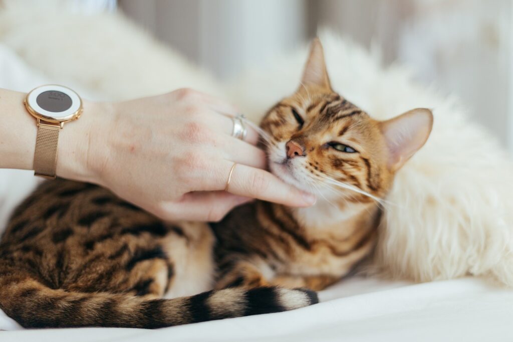 cat, kitten, animal, pet, blur, bedroom, hand, ring, nature, brown bedroom, brown pets
