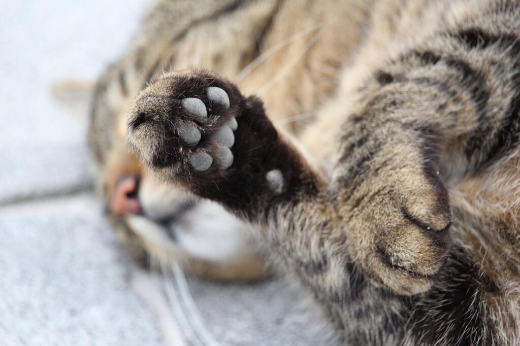 paw, cat's paw, cat, pet, animal, domestic cat, paw print, nature, cat paw