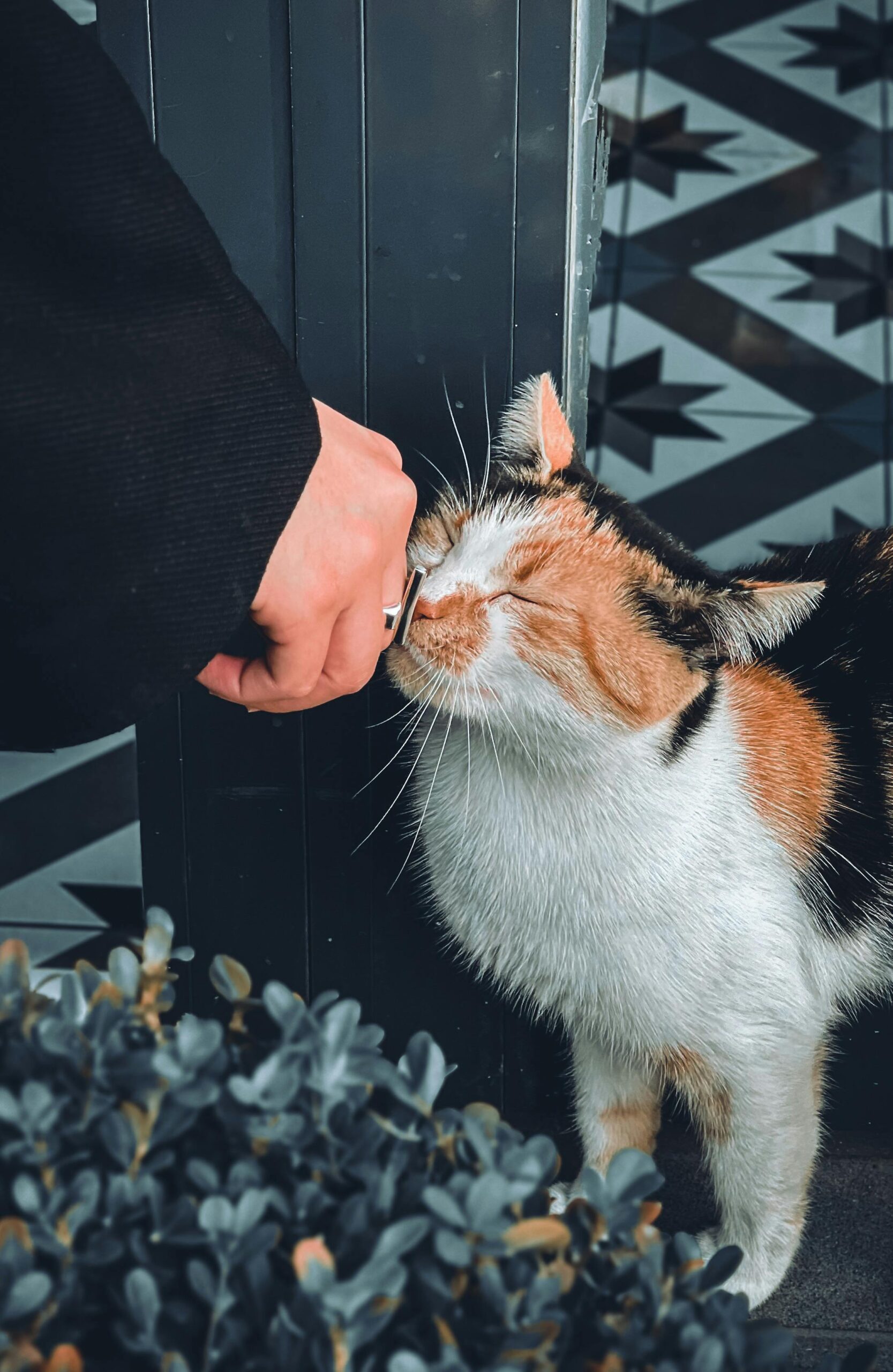 A person gently pets a cute calico cat standing outdoors, showcasing a tender human-animal bond.