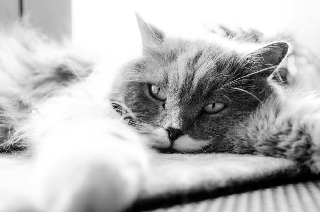 A serene black and white close-up of a fluffy domestic cat lying down and relaxing.