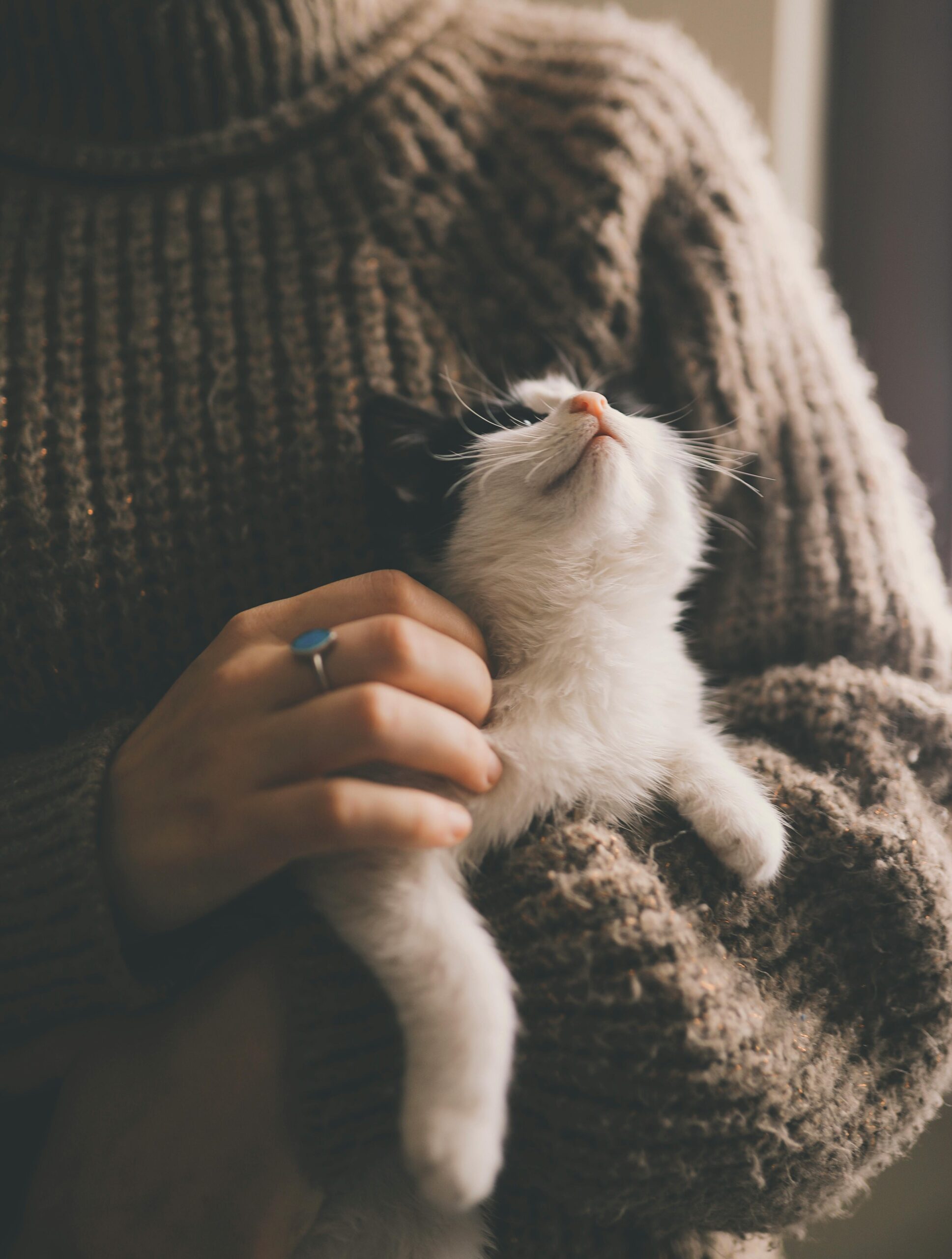 A cozy kitten enjoys being cuddled, wrapped in a warm wool sweater indoors.