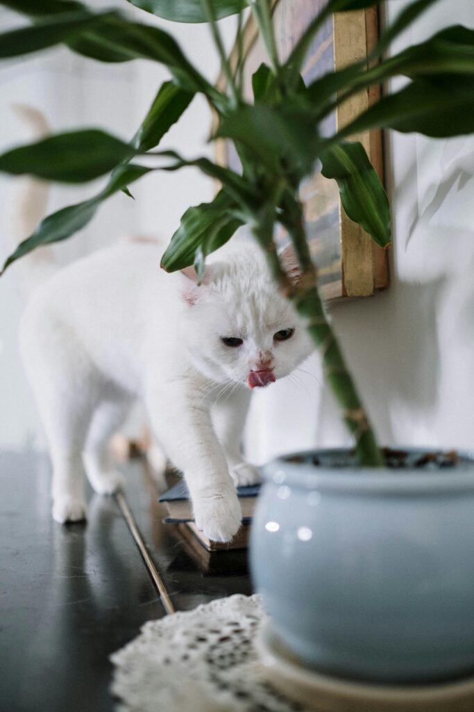 A curious white cat exploring a room, interacting with an indoor potted plant.