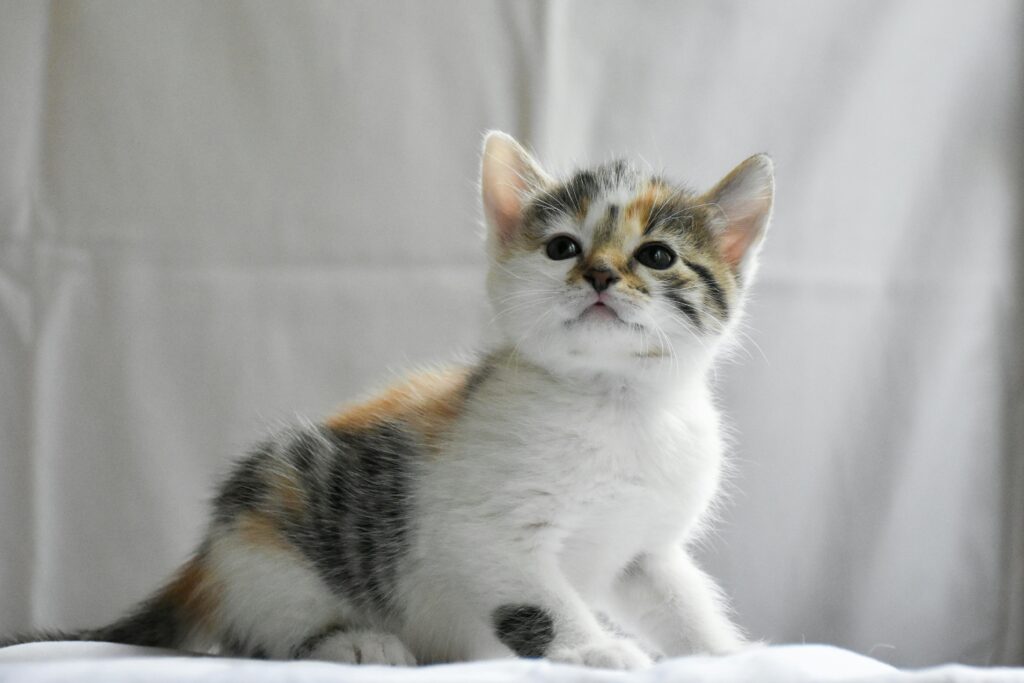 Charming close-up of a young calico kitten sitting indoors, showcasing its playful nature.