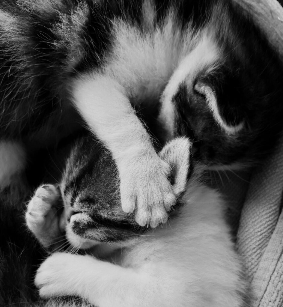 Adorable kittens sleeping together, showcasing affection and cuteness.