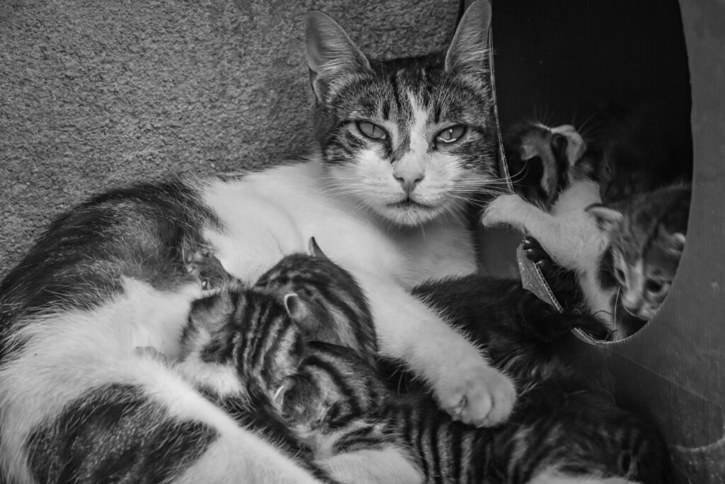 Mother cat with nursing kittens in a classic Istanbul alleyway, black and white photo.