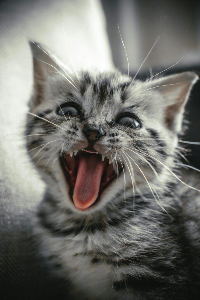 Cute close-up of yawning tabby kitten, showcasing its tiny fangs and playful expression.