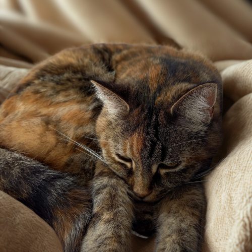 « Il ne faut pas réveiller le chat qui dort » (proverbe français)