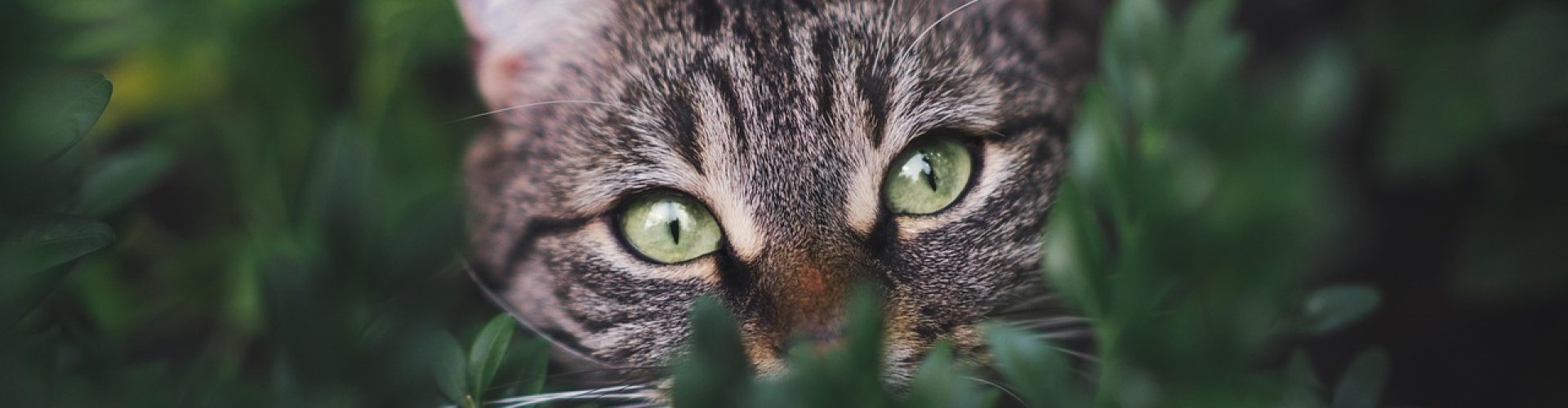 cat, tabby, pet, nature, feline, animal, leaves, fur, kitty, domestic, domestic cat, cat portrait, animal world