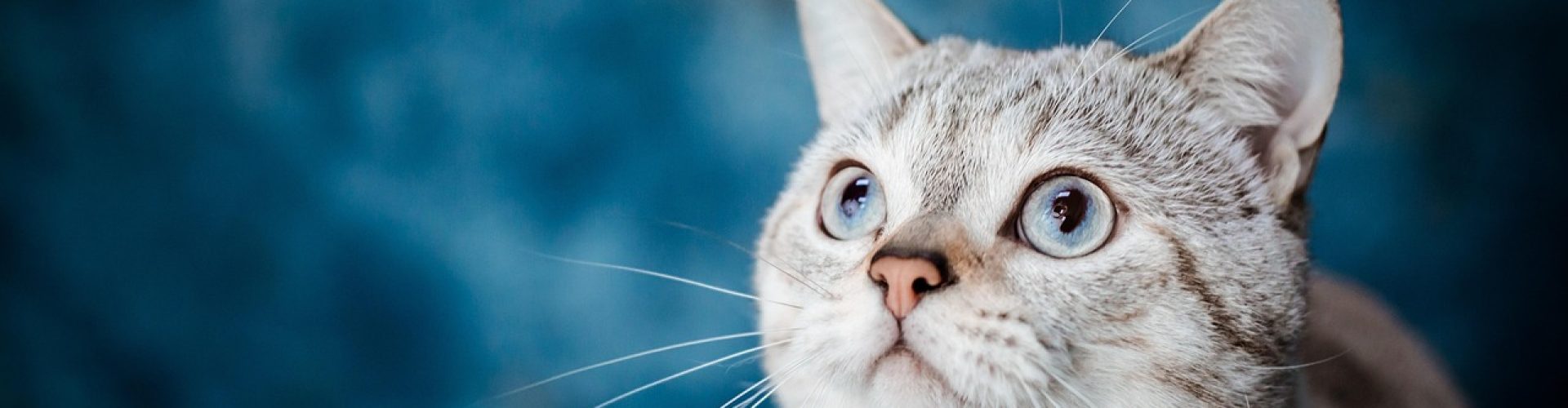 cat, pet, animal, nature, sea, country