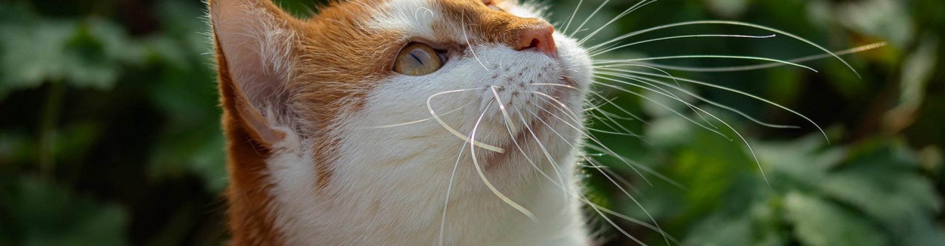 cat, whiskers, domestic cat, domestic animal, pet, close up, animal, cat portrait