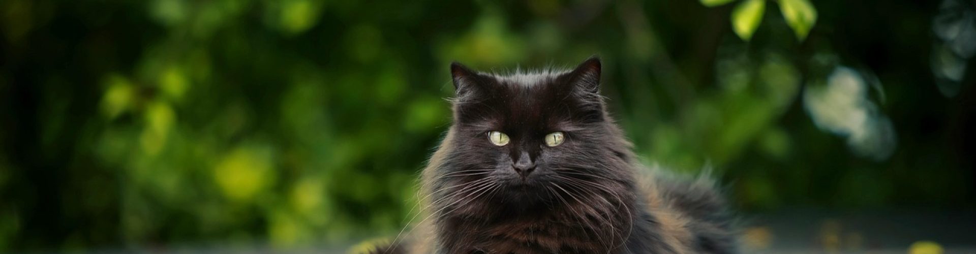 cat, pet, feline, animal, fur, lying, whiskers, kitty, domestic, domestic cat, nature, cat portrait, animal world