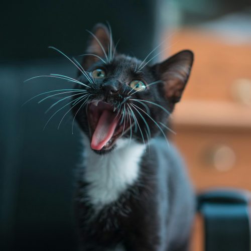 Close-up of a cute black kitten with its tongue out, showcasing its playful and curious nature.