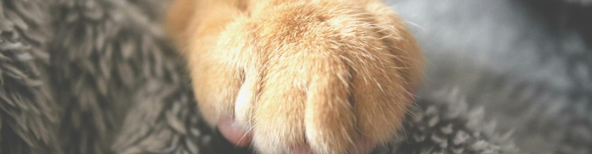 Adorable cat paw resting on a cozy, fuzzy blanket. Perfect for pet lovers.