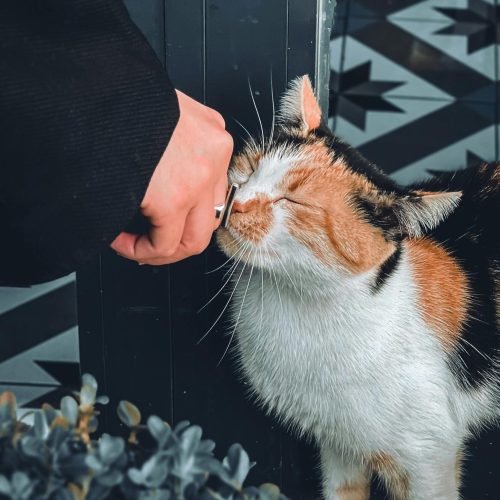 Sommes-nous trop sur le dos de nos animaux ?