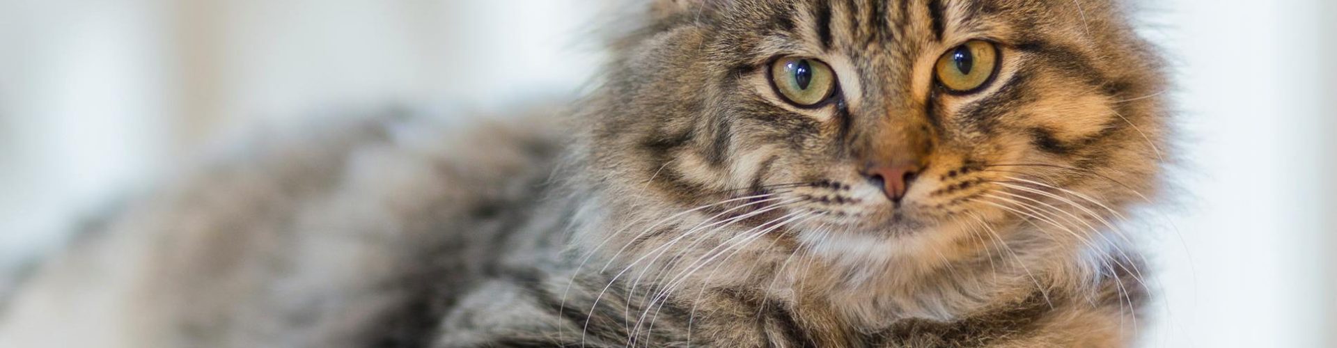 Fluffy tabby cat lounging indoors, exuding calm and curiosity.