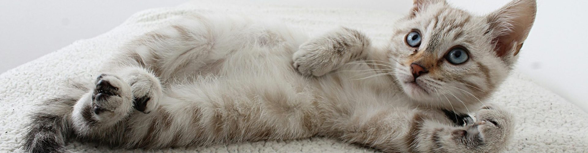 Cute domestic kitten with blue eyes lying on a fluffy rug, looking curious.