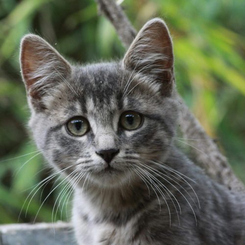 Adorable gray tabby kitten portrait with green background, showcasing its curious gaze.