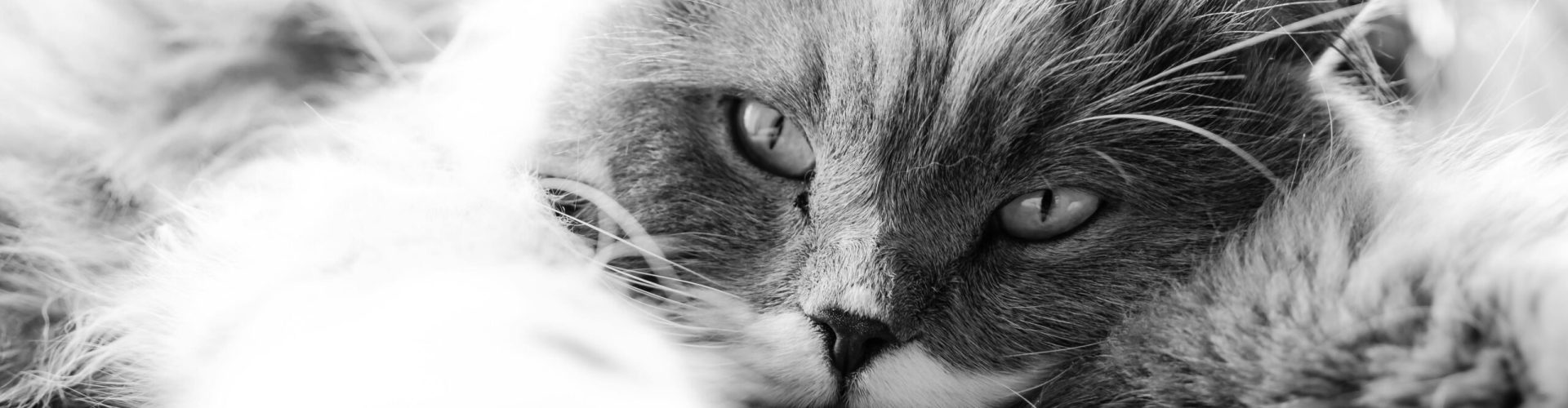 A serene black and white close-up of a fluffy domestic cat lying down and relaxing.