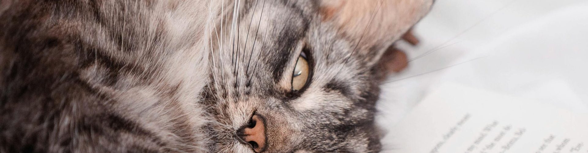 A peaceful tabby cat lounging on an open book, exuding calm and relaxation.